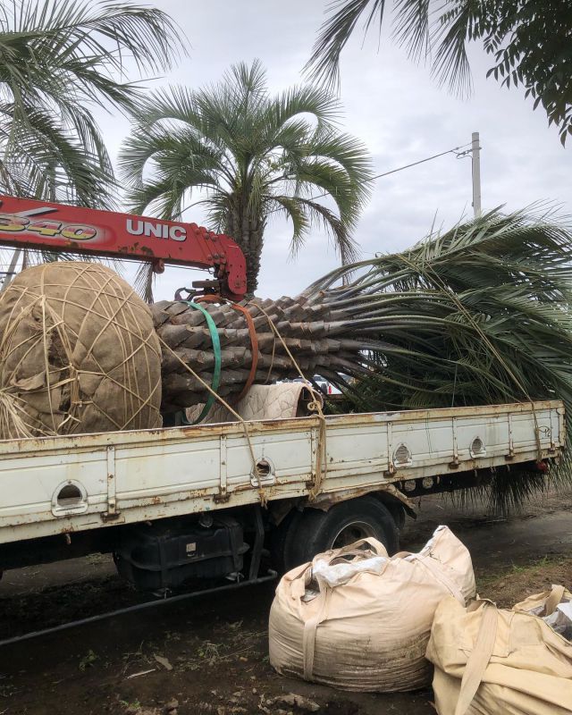 関東ガーデンはヤシの木販売を中心に植木の剪定、伐採、庭造りを行う庭