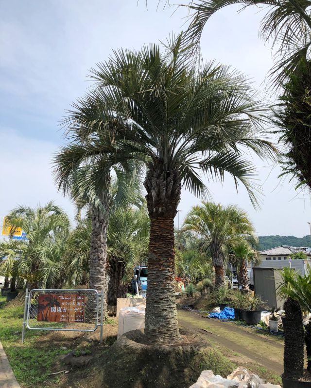 ココスヤシの木　⭐︎今月中に群馬県まで引取りに来て頂ける方限定　約3×4m ココスヤシの木 ⭐︎今月中に群馬県まで引取りに来て頂ける方限定 約3