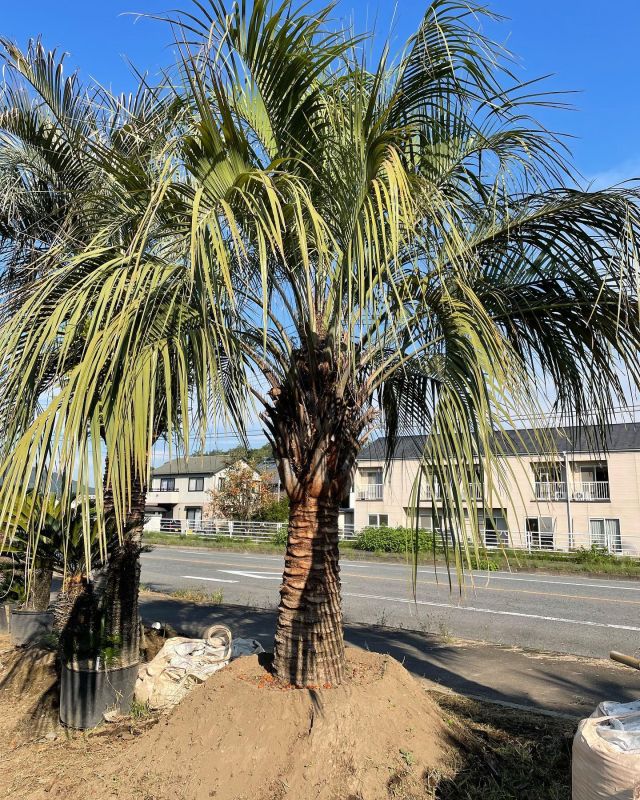 関東ガーデンはヤシの木販売を中心に植木の剪定、伐採、庭造りを行う庭